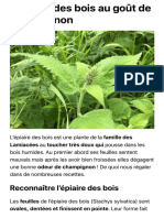 L'épiaire Des Bois Au Goût de Champignon - Plantes Sauvages Comestibles