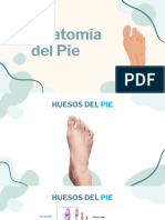 Anatomia Pie 3