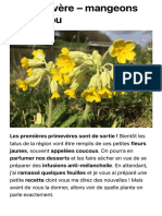 La Primevère - Mangeons Du Coucou - Plantes Sauvages Comestibles