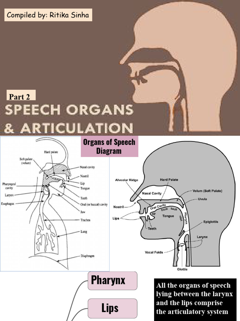 Part 2 Organs of Speech | PDF