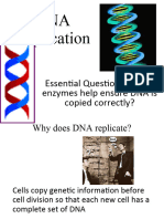 DNA Replication Web