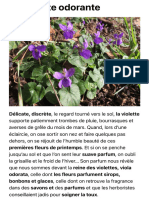 La Violette Odorante - Plantes Sauvages Comestibles