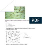 Schema Cellules Observees Au Microscpoe Optique