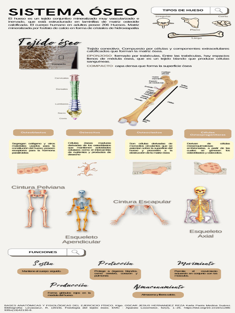 Infografia Óseo y Muscular PDF