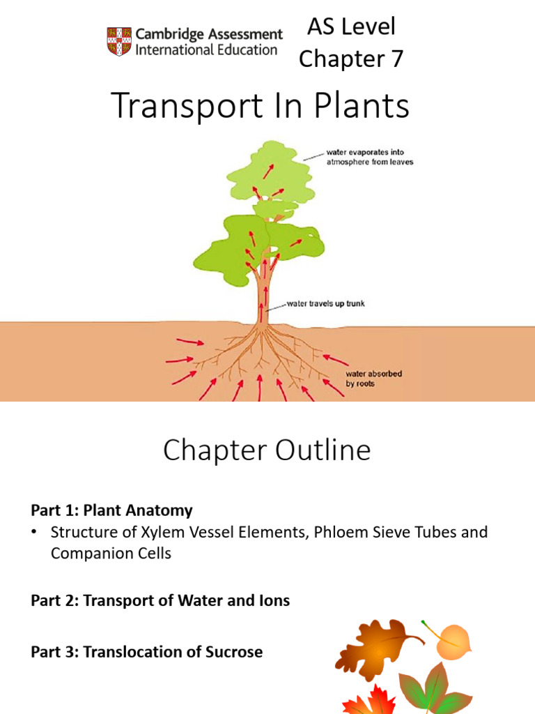 7 Transport in Plants | PDF | Tissue (Biology) | Plant Stem