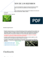 Clasificacion de Los Rizobios