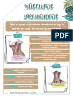 Músculos Suprahioideos e Infrahioideos