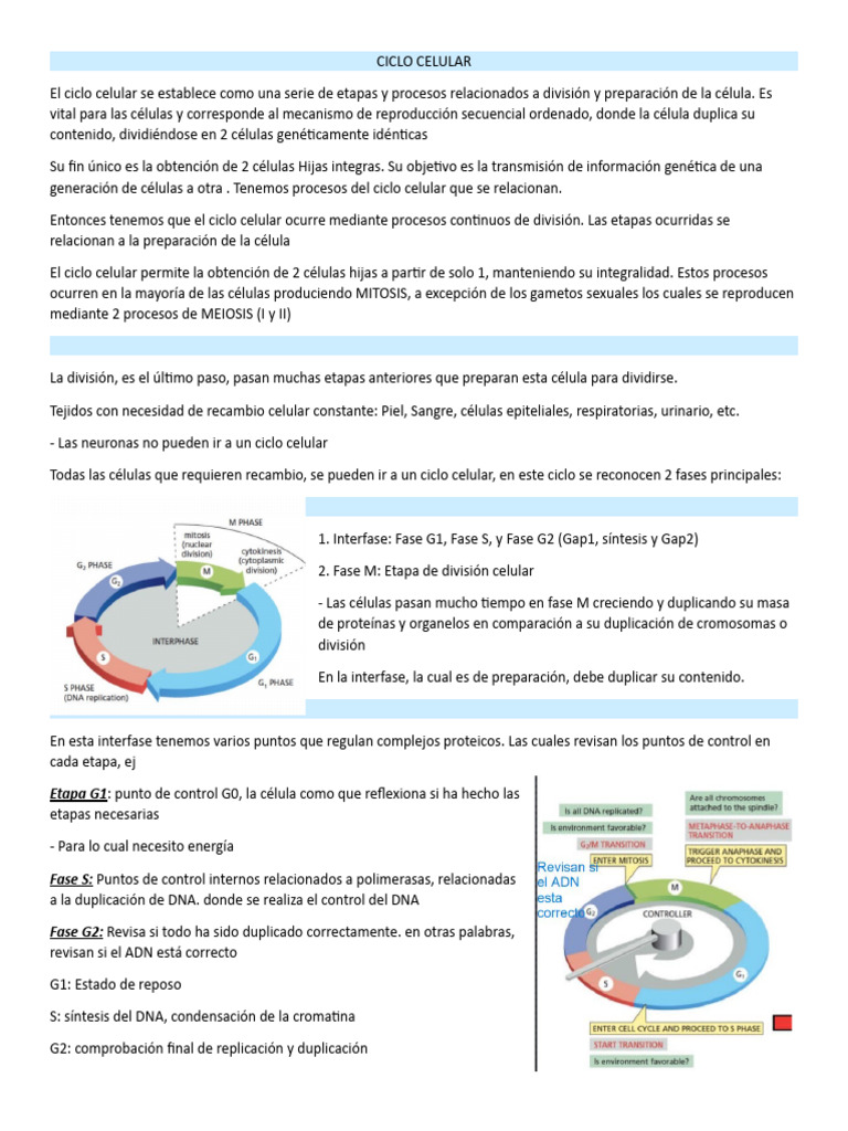 Etapas del Ciclo Celular y Mitosis | PDF | Mitosis | Mitosis
