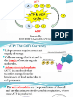 ATP-ADP Cycle Powerpoint