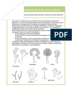 Practica N7. Observacion de Mohos en Alimentos