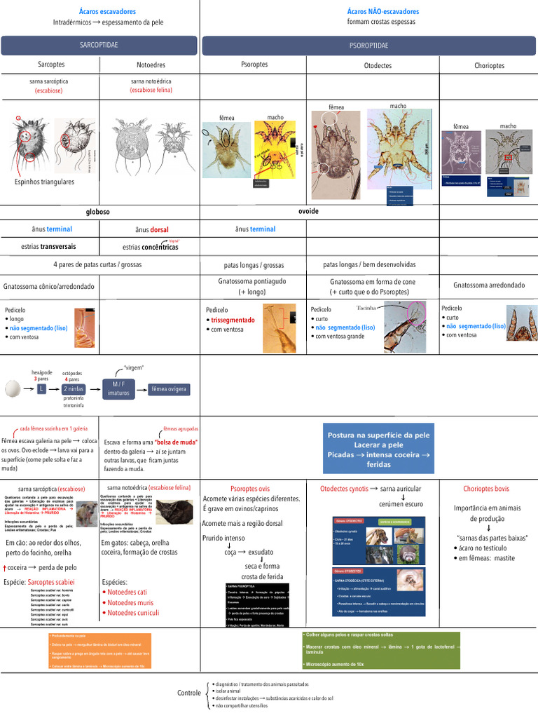Características de Notoedres muris | PDF