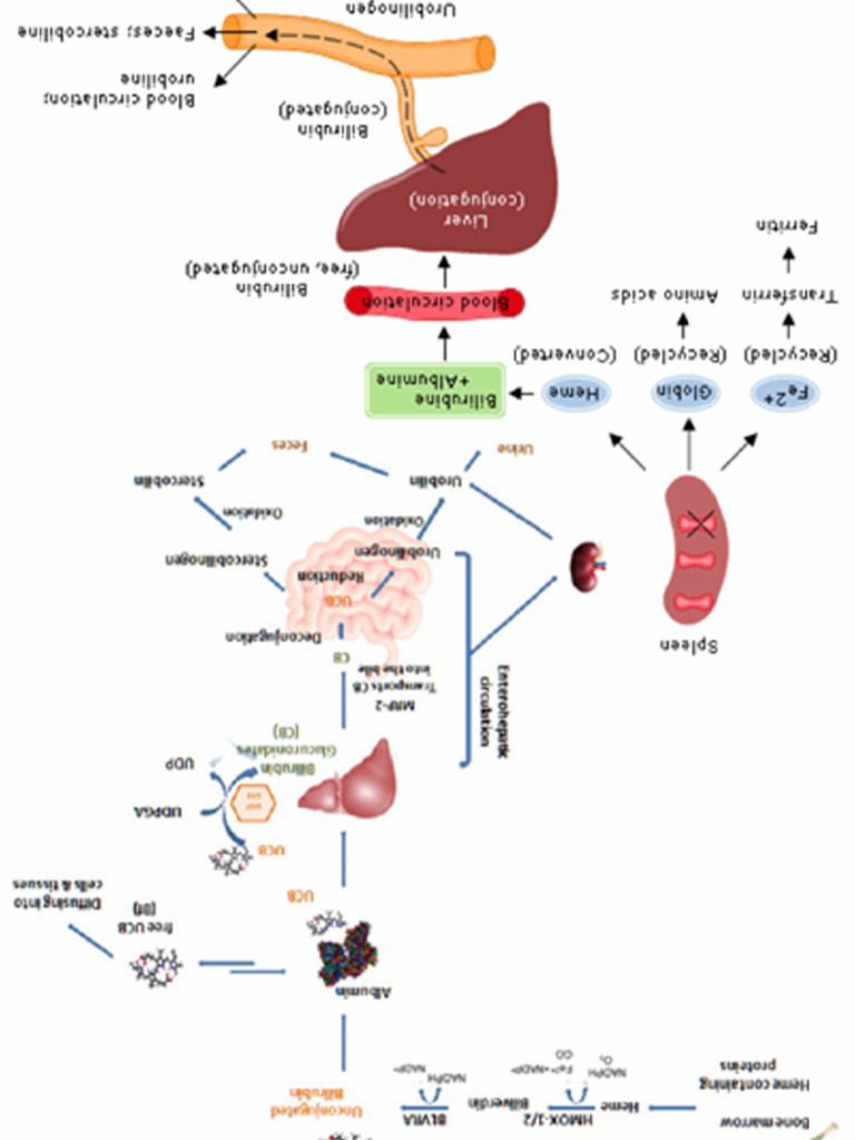 Bilirubin Pdf