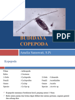 Budidaya Copepoda