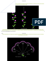 Inflorescencias