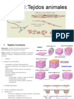 Unidad 1 - Tejidos Animales