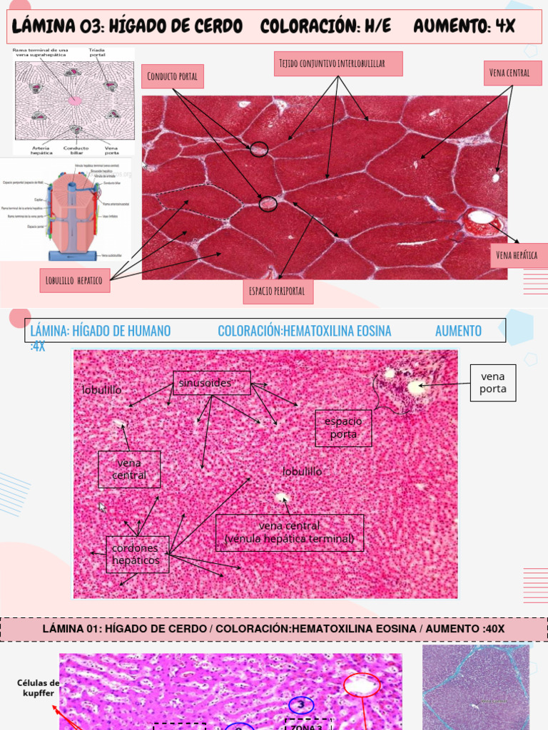 Grátis: Histologia - Figado - Material Claro e Objetivo em PDF para Estudo  Rápido, image size:768x1024