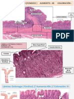 Descripcion de Laminas SEMANA 14 - HISTOLOGÍA