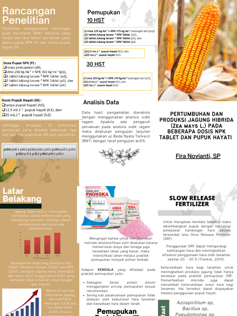 Pemberian NPK Tablet Dan Pupuk Hayati Untuk Tanaman Jagung | PDF