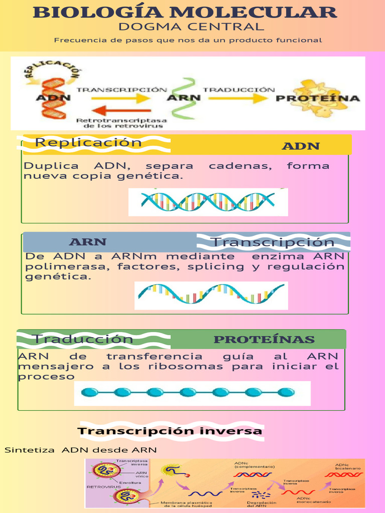 Procesos de Replicación y Transcripción de ADN | PDF