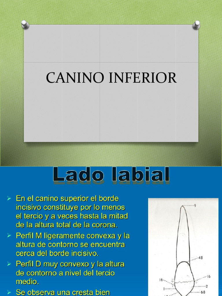 Anatomia do Canino Inferior | PDF