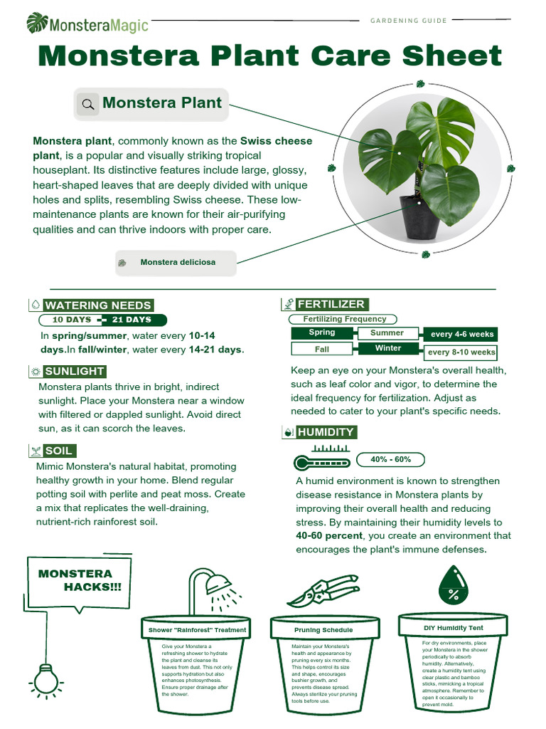 burle marx philodendron Philodendron 'Burle Marx Variegata' main image 0