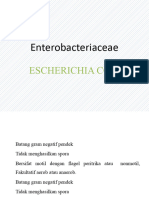 Pertemuan 1.  Escherichia coli 