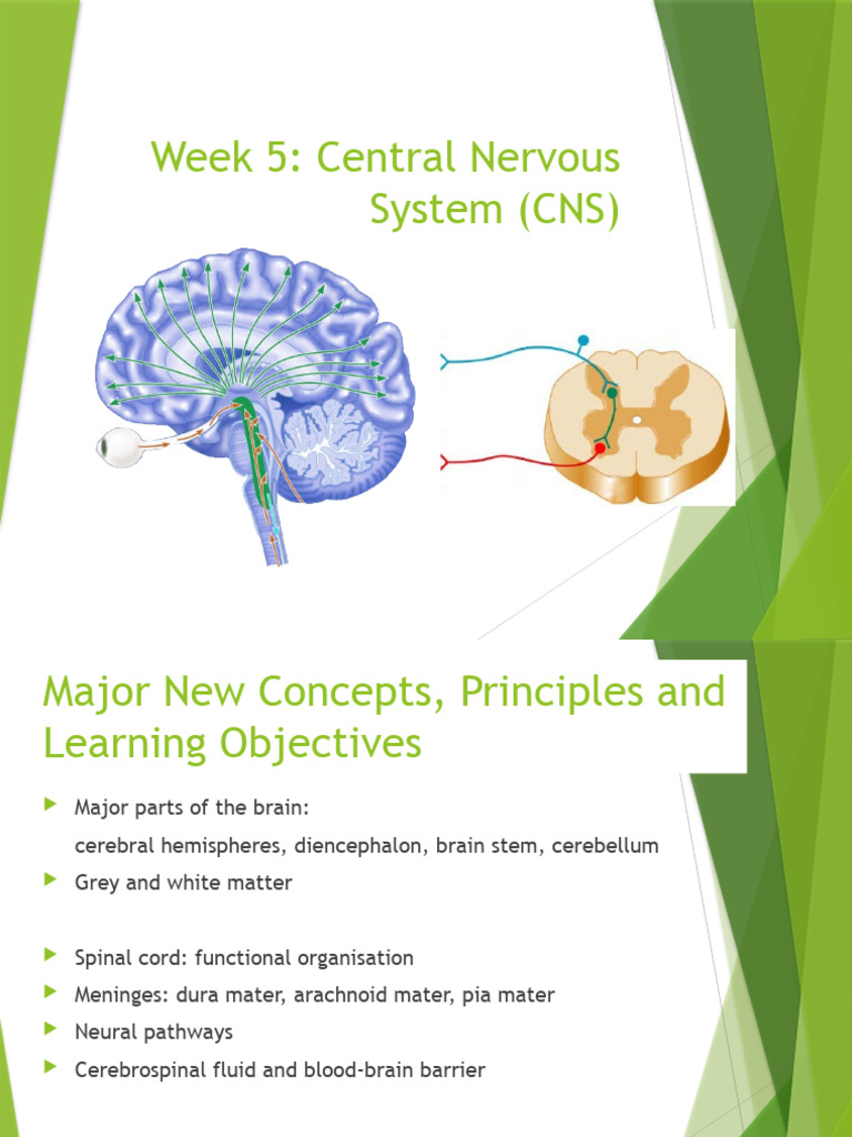Wk5 central nervous system student version 2023 pdf spinal cord