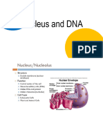Nucleus and DNA Final