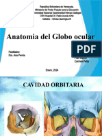 Anatomia Del Globo Ocular