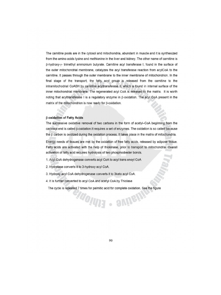 Beta Oxidation of Fatty Acid | PDF