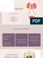 Formacion Del Sistema Urinario (Embriologia)