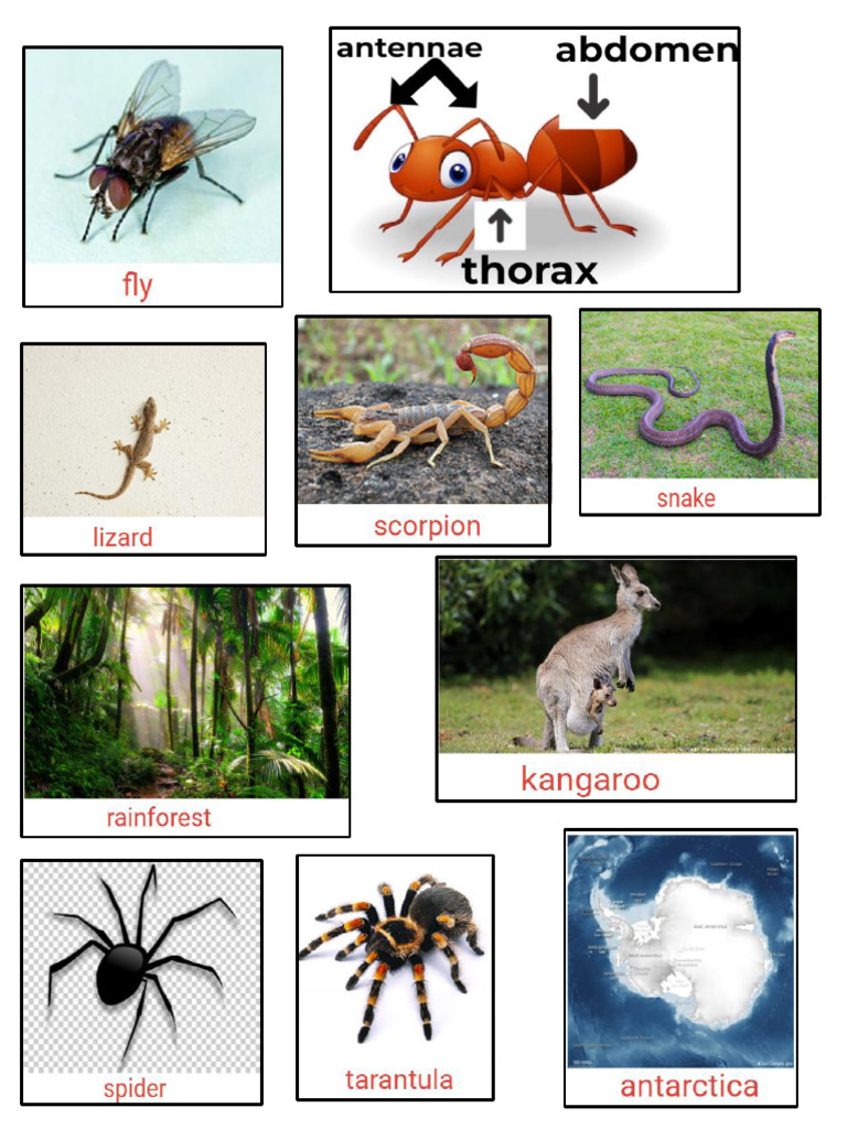 INSECTS | PDF