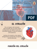 Organización Del Sistema Cardiovascular .