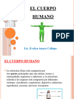 El Cuerpo Humano