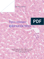 Tipos Cel Hepatocito