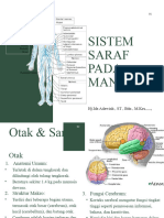 Sistem Saraf Pada Manusia