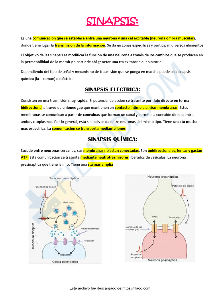 Tipos y Funciones de la Sinapsis Neuronal | PDF | Sinapsis | Sinapsis ...