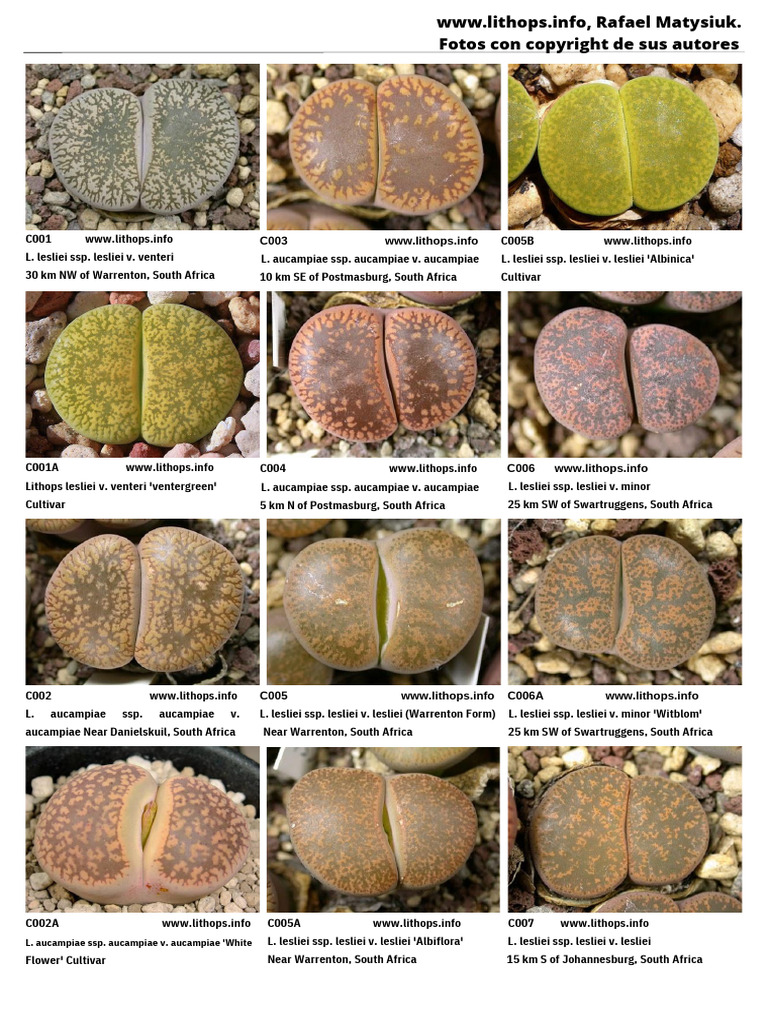 Reconocimiento Lithops Rafael Matysiuk PDF | PDF | Angle | Equipment