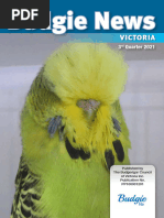 Budgie News 2021