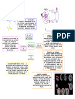 Degradacion de Proteinas