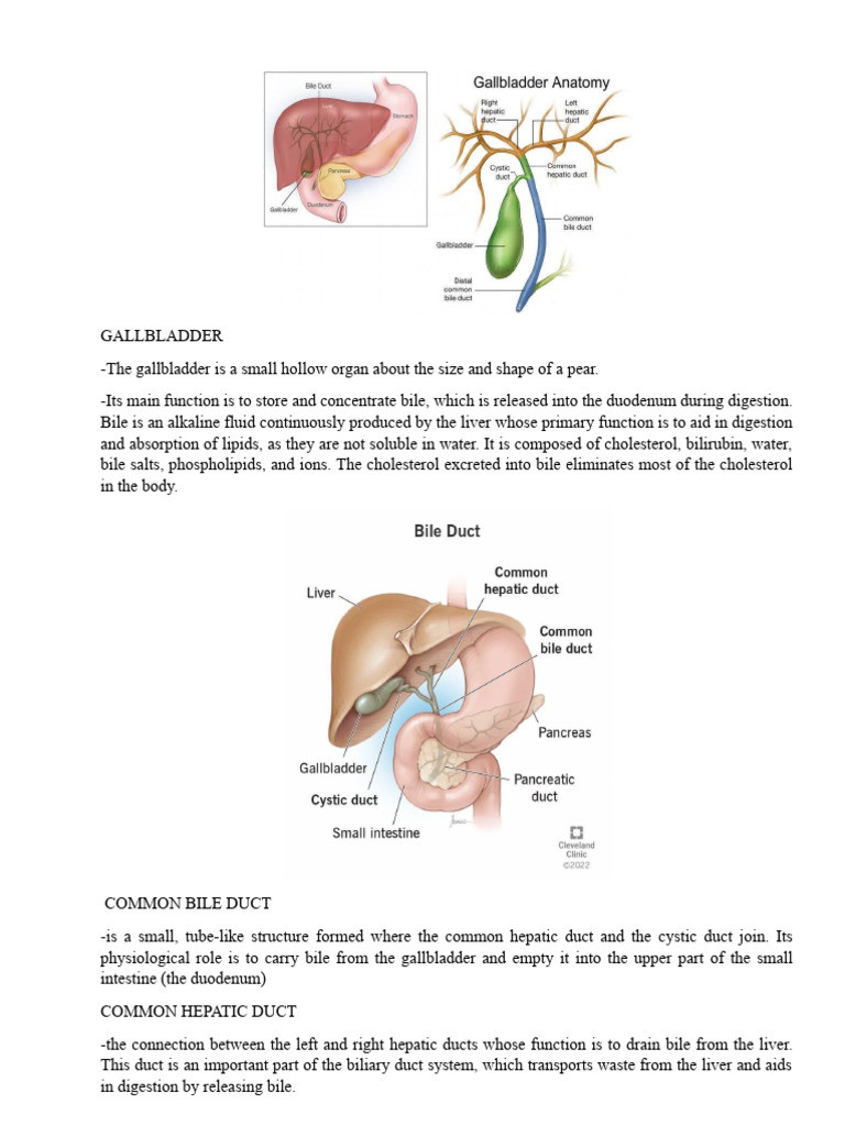 Anatomy and Function of the Gallbladder | PDF