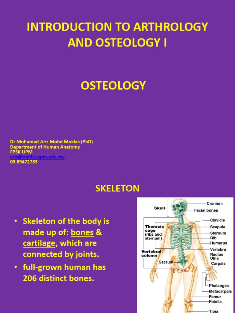 3 ANATOMY BASICS OSTEOLOGY visual data 6