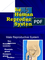 Reproductive System