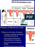 Menstrual Cycle