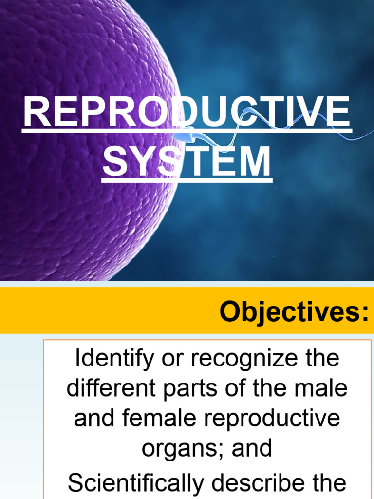 Reproductive System | PDF | Wellness | Science & Mathematics