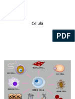 2 Celula Complet