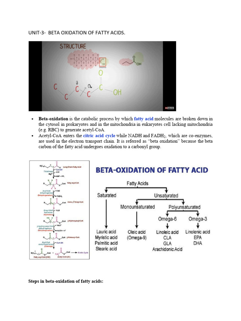 Beta Oxidation of Fatty Acids Explained | PDF | Mitochondrion ...
