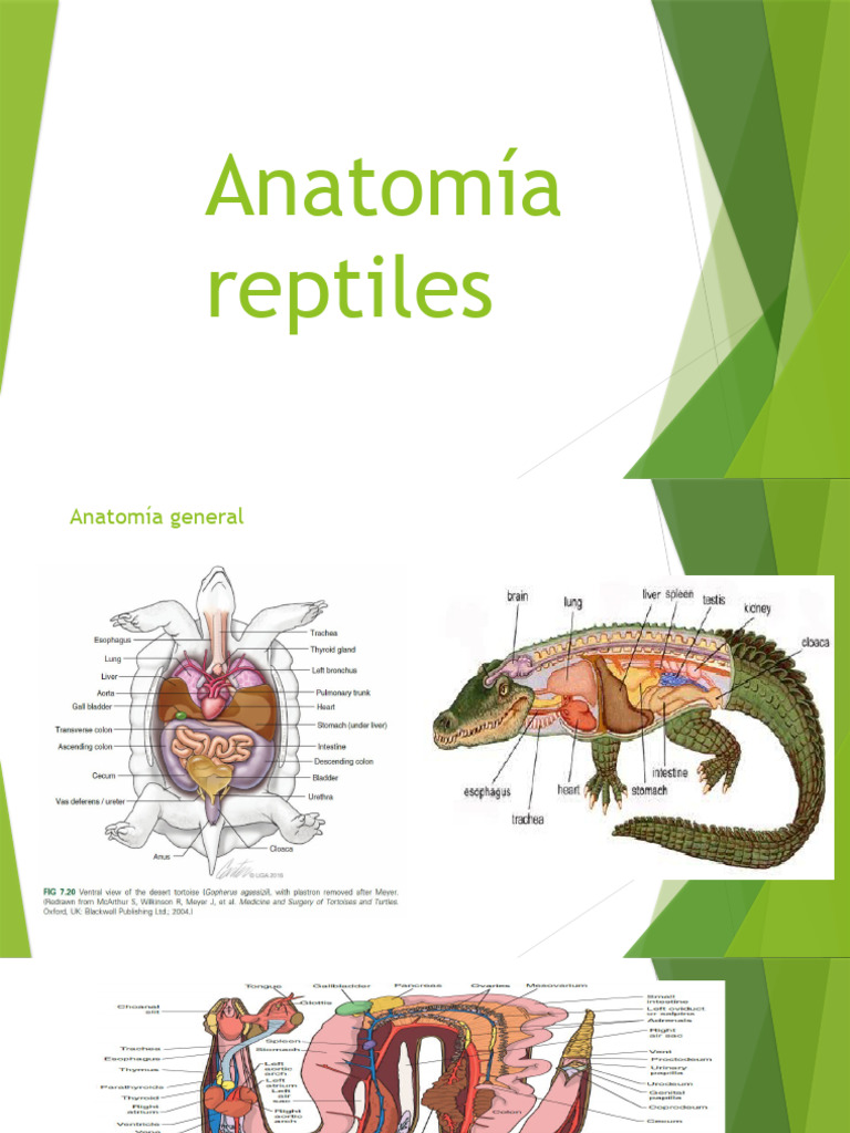 Anatomia Reptiles v2 | PDF