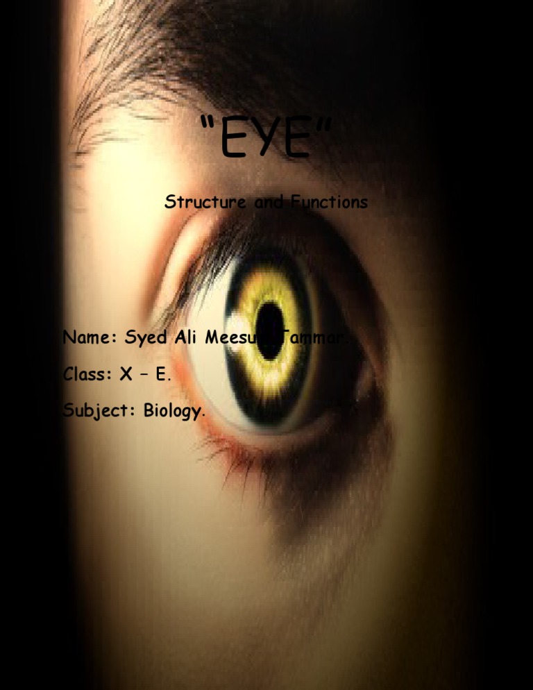 Eye Structure and Functions Explained | PDF