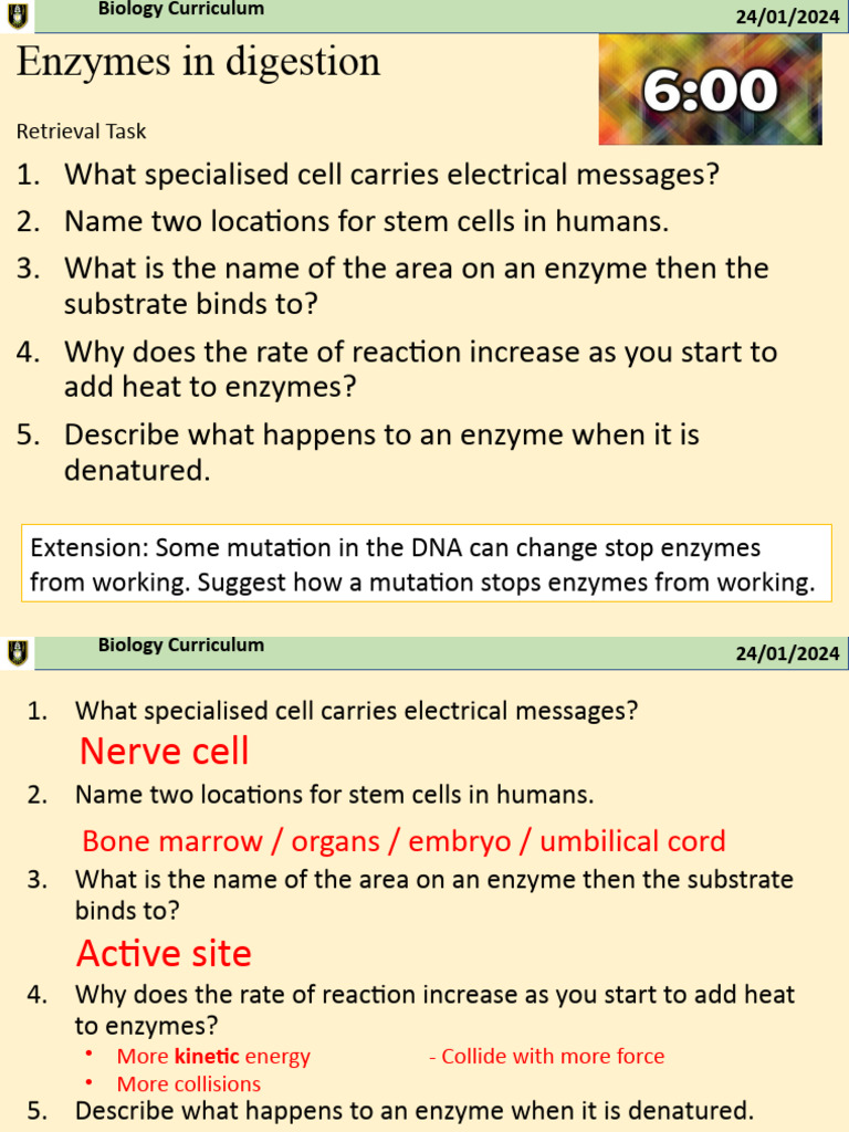 Enzymes and Digestion Curriculum | PDF | Enzyme | Digestion